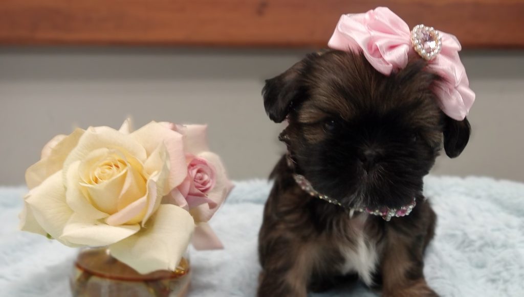 Shih-Tzu-chanel-1