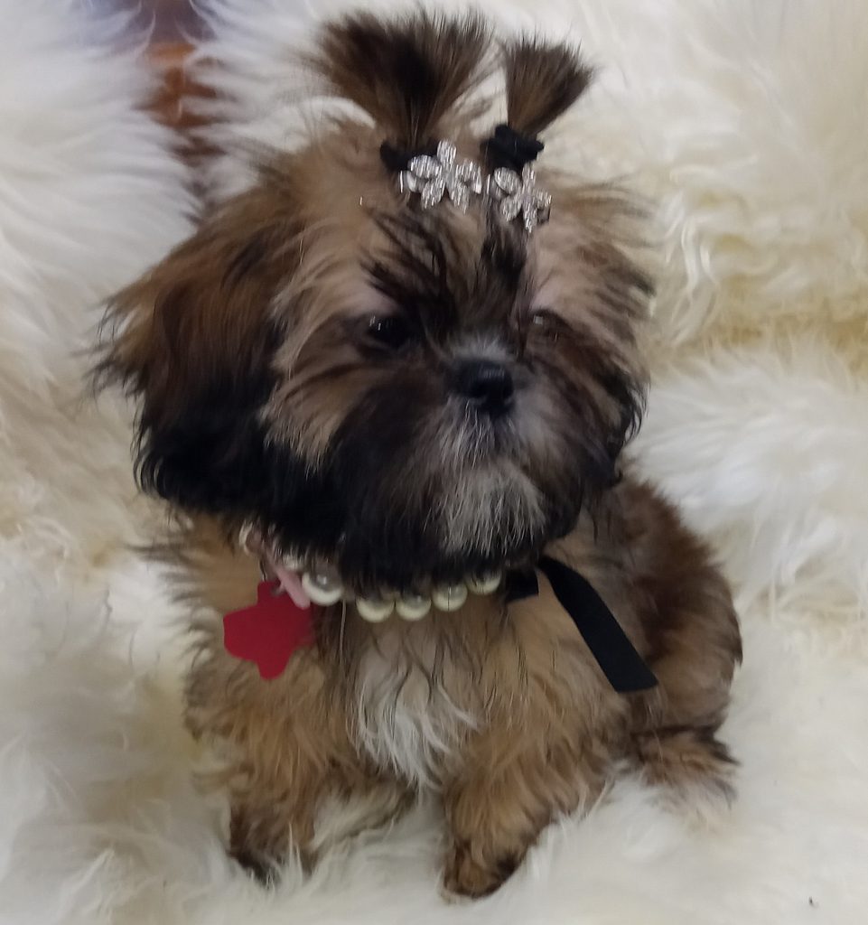 louis-shih-tzu-akc