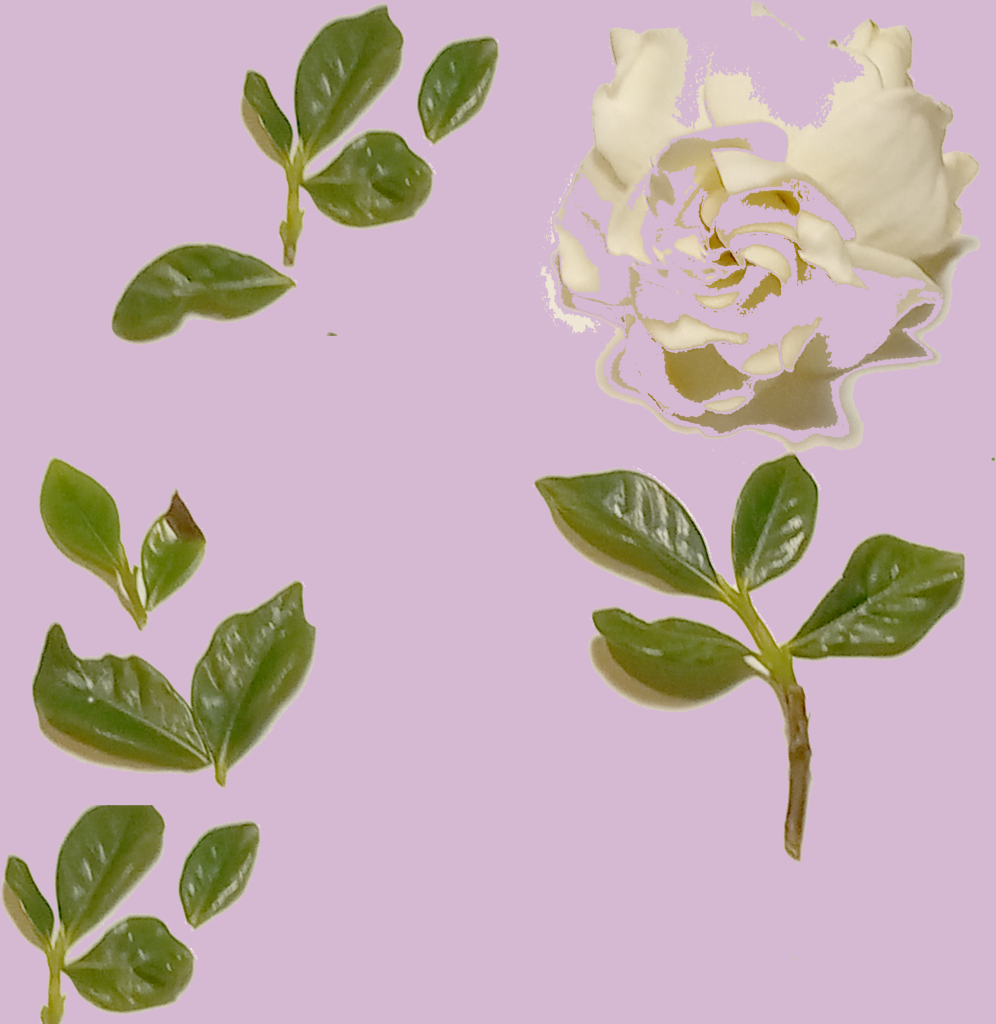 Gardenia- Botanical - digital printable-decoration